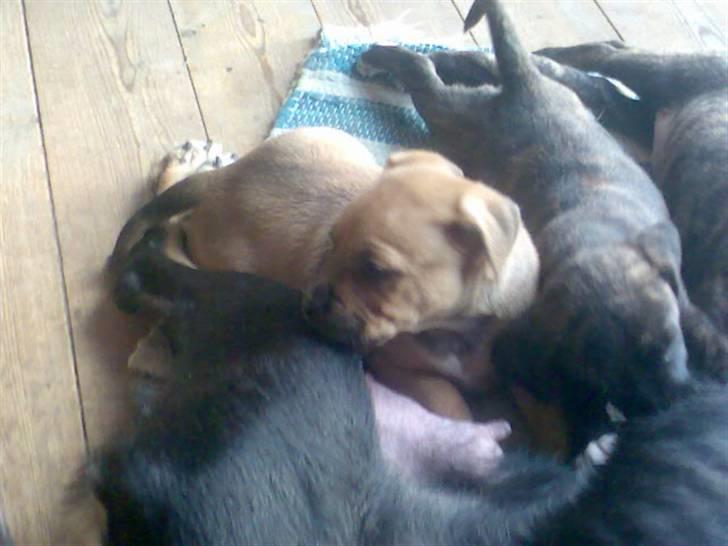 Amerikansk staffordshire terrier Bufas billede 3