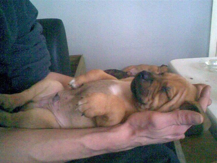 Amerikansk staffordshire terrier Bufas billede 4