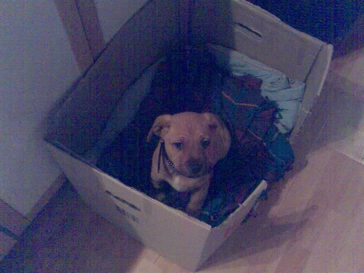 Amerikansk staffordshire terrier Bufas billede 5