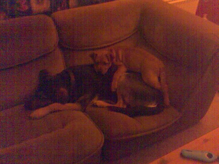 Amerikansk staffordshire terrier Bufas - Far... Jeg er blevet træt. billede 6