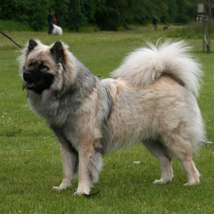 Eurasier Brilliant Boss - NYT  Brilliant Boss. 1 år.... billede 1