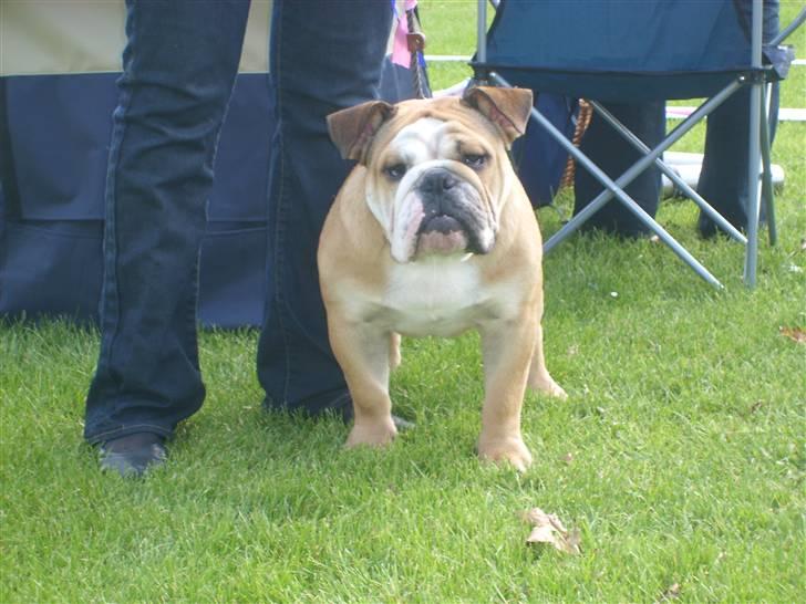 Engelsk bulldog manfred - så er vi ude igen pyha... godt klaret manfred,.. fik SL og 2. vinder.... ud af 2 hæhæ men det er fint det var jo første gang billede 13
