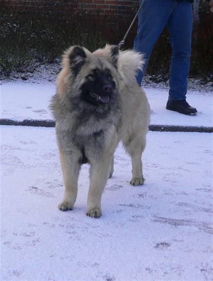 Eurasier Brilliant Boss - Bosse 7 mdr billede 2