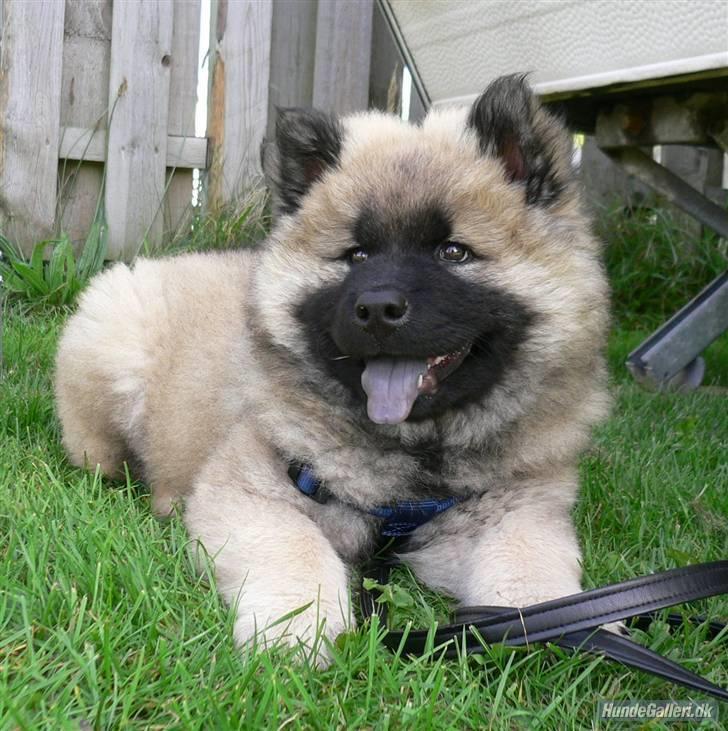 Eurasier Brilliant Boss - Bosse EVIG glad.... billede 3