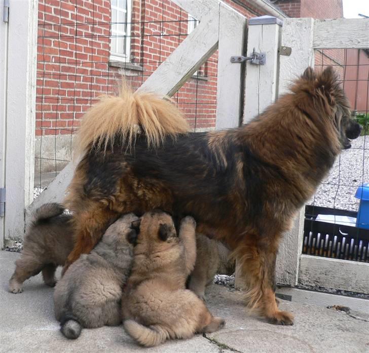 Eurasier Brilliant Boss billede 4