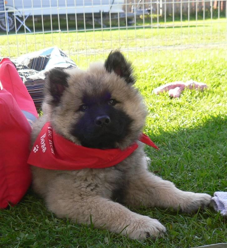 Eurasier Brilliant Boss - Jeg er smuk og dejlig billede 5