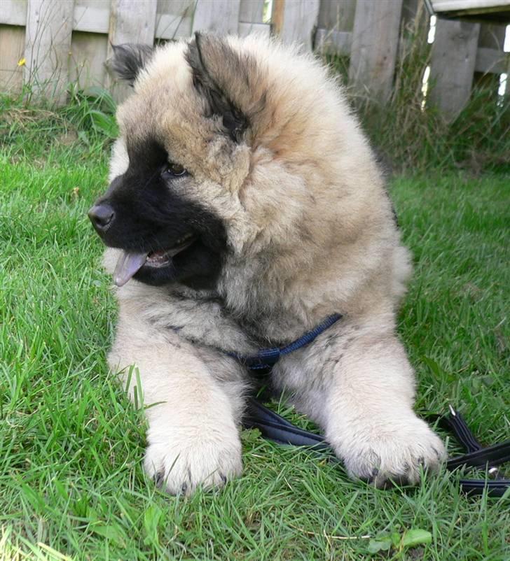 Eurasier Brilliant Boss - Nyt..31-08.   Bosse 10 uger billede 6