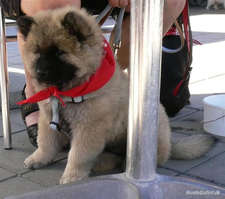 Eurasier Brilliant Boss billede 7