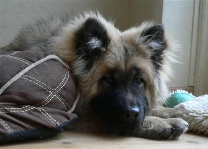 Eurasier Brilliant Boss - Nyt...     Smukke dreng 7 mdr. billede 8