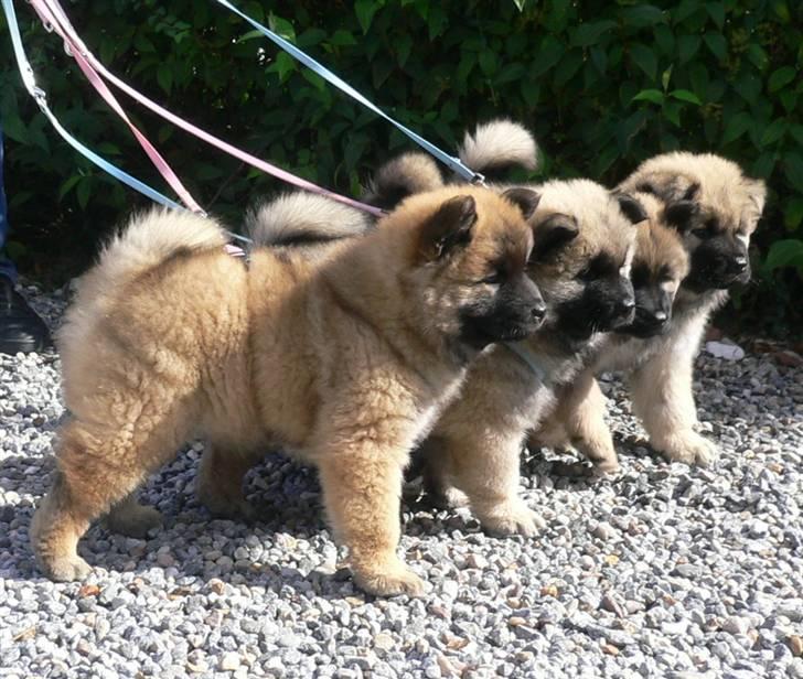 Eurasier Brilliant Boss - Her er vi alle 4 igen..Brilliant Boss, Blue Moon, Beautyful Rose, Blueberry Hill billede 9