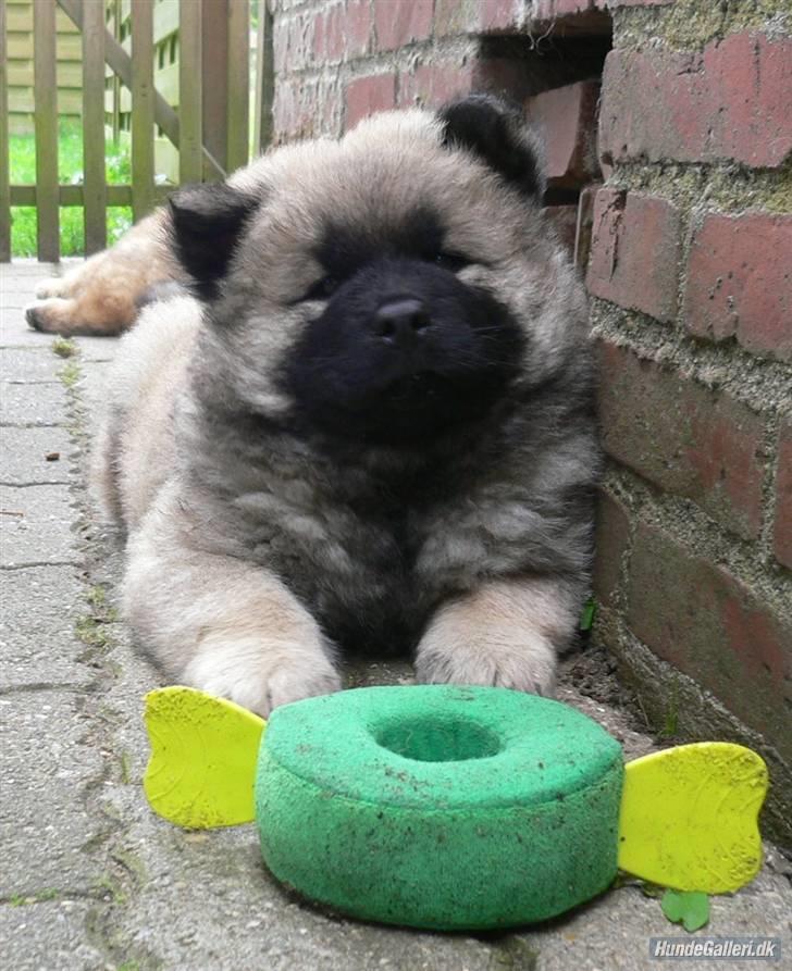 Eurasier Brilliant Boss billede 10