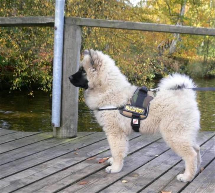 Eurasier Brilliant Boss - NYT....4 mdr gammel vejer 14 kg billede 11