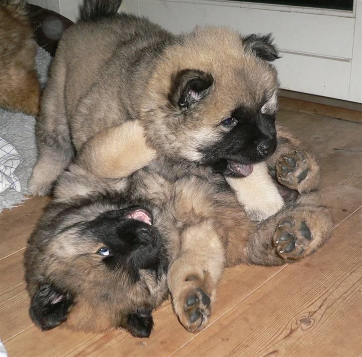 Eurasier Brilliant Boss - Mig der ligger øverst, søster Blueberry Hill nederst billede 12