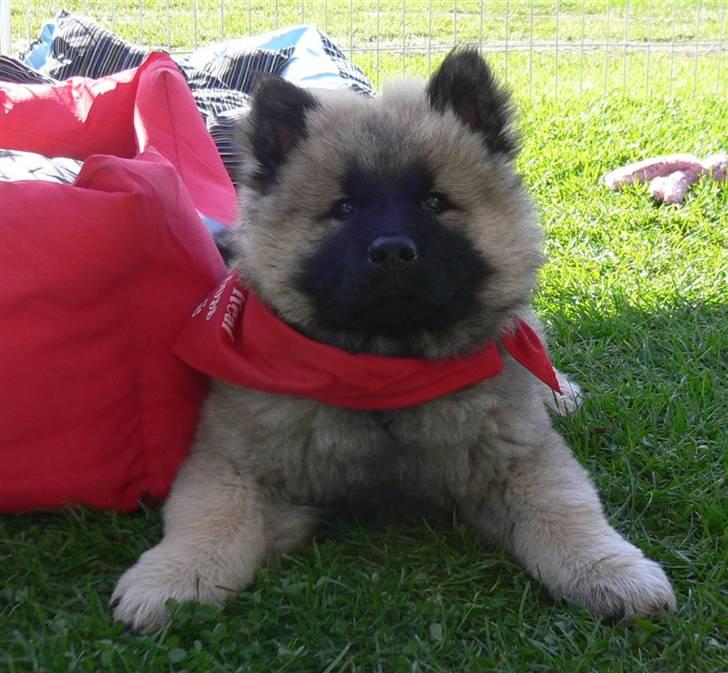 Eurasier Brilliant Boss billede 13