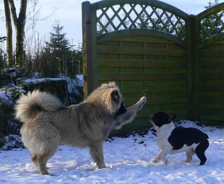 Eurasier Brilliant Boss - Bosse leger med sin bedste ven Albert billede 14