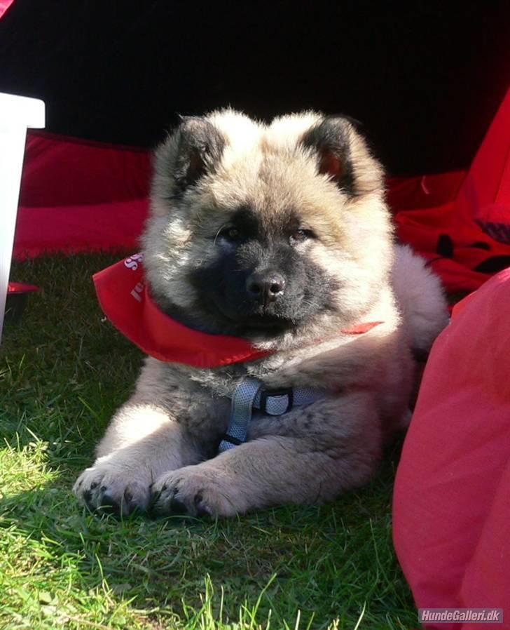 Eurasier Brilliant Boss - Bosse 12 uger billede 15