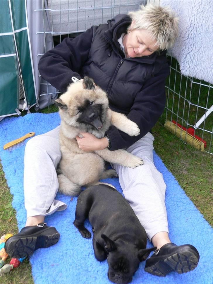 Eurasier Brilliant Boss - Jeg har ikke for godt tid til at blive børstet, men min menneske mor siger jeg skal, så jeg må nok heller ligge stille.. billede 16