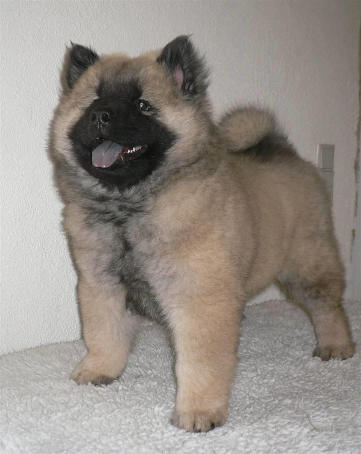 Eurasier Brilliant Boss - Flotte fyr Bosse billede 17