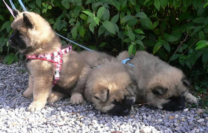 Eurasier Brilliant Boss - Mig til højre, ved siden af min bror Blue Moon, søster Blueberry Hill der sidder og følger med i hvad der sker omkring hende. billede 18