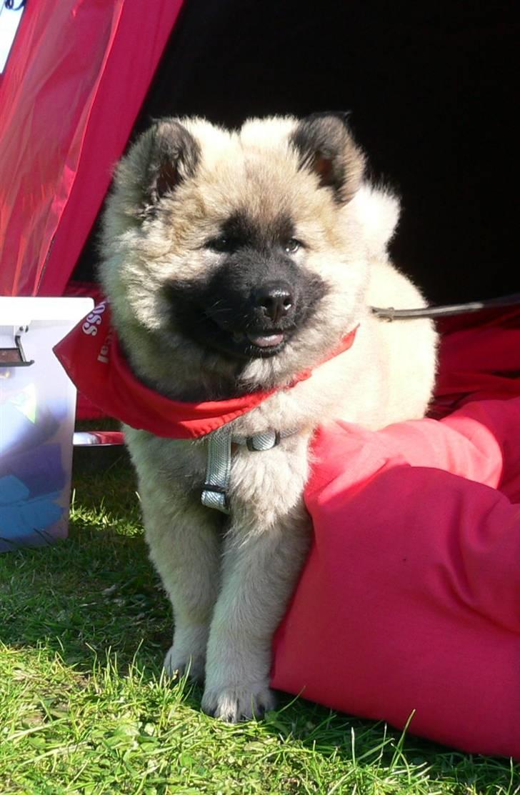 Eurasier Brilliant Boss - NYT 12 uger ... billede 19