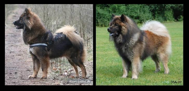Eurasier Brilliant Boss - Vores smukke forældre..Duchessè og Hassan billede 20