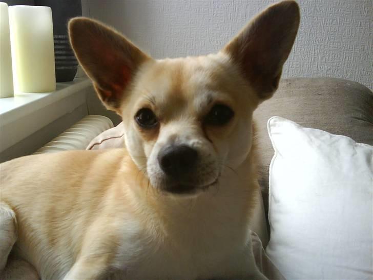 Chihuahua <3 Wayne <3 billede 1