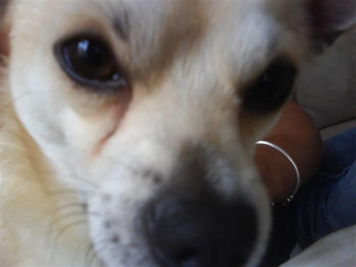 Chihuahua <3 Wayne <3 billede 2