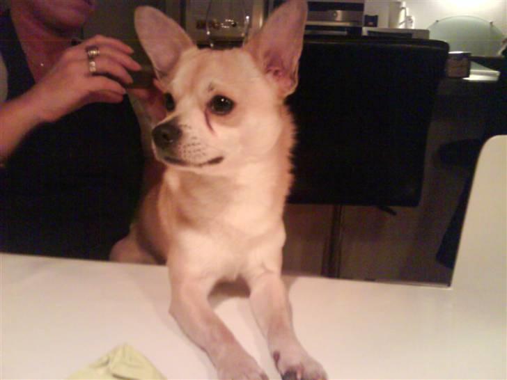 Chihuahua <3 Wayne <3 billede 3