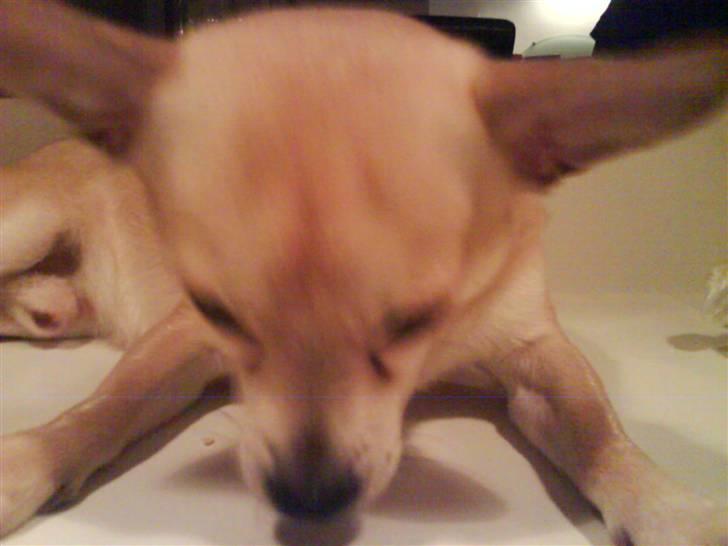 Chihuahua <3 Wayne <3 billede 4