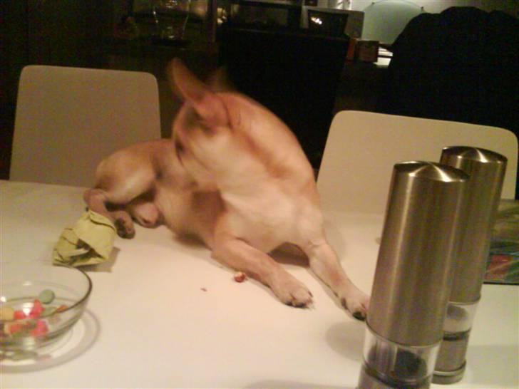 Chihuahua <3 Wayne <3 billede 5