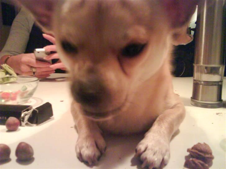 Chihuahua <3 Wayne <3 billede 6