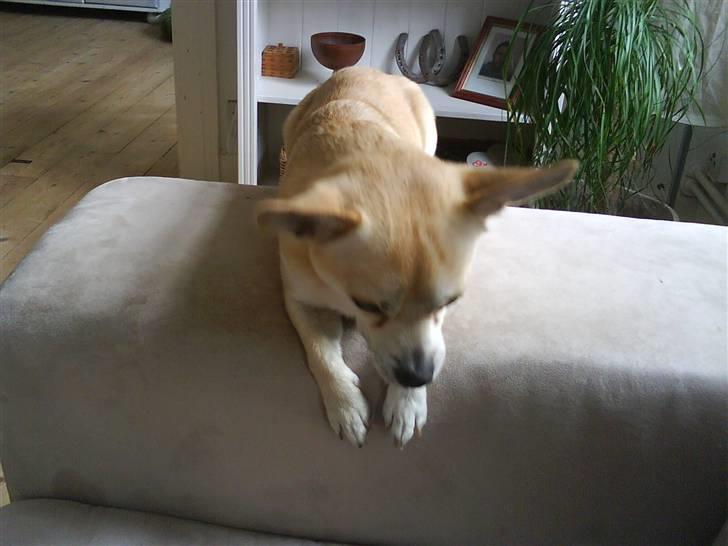 Chihuahua <3 Wayne <3 billede 7