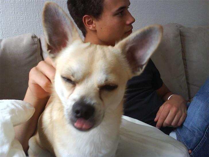 Chihuahua <3 Wayne <3 billede 8