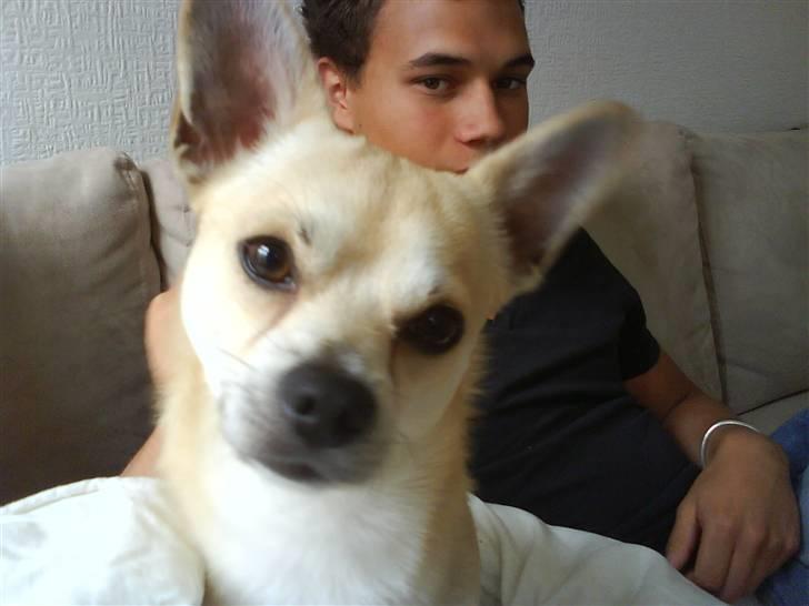 Chihuahua <3 Wayne <3 billede 9