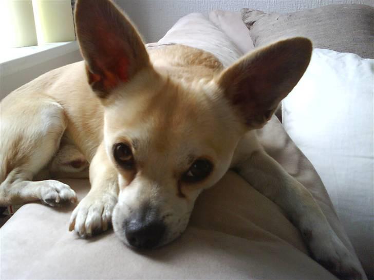 Chihuahua <3 Wayne <3 billede 10