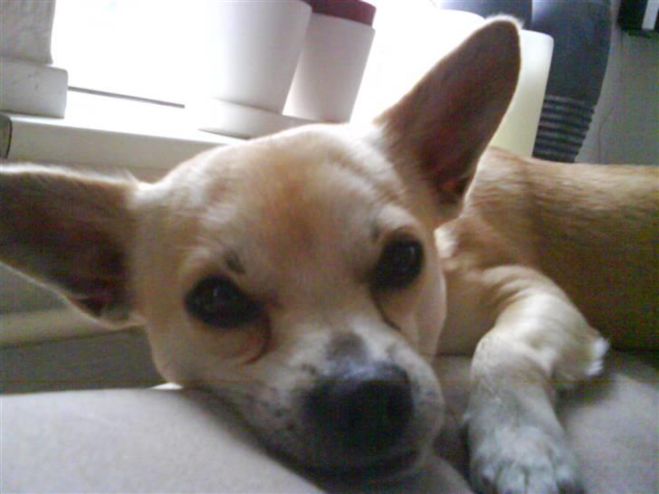 Chihuahua <3 Wayne <3 billede 11