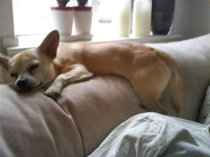 Chihuahua <3 Wayne <3 billede 12