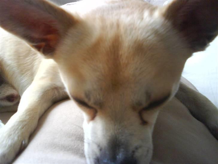 Chihuahua <3 Wayne <3 billede 13