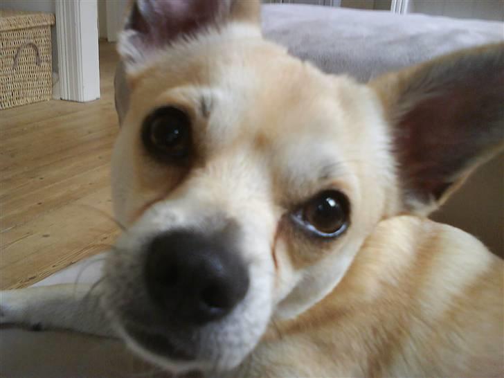 Chihuahua <3 Wayne <3 billede 14