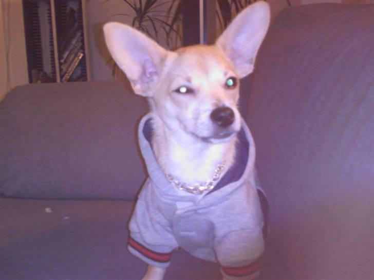 Chihuahua <3 Wayne <3 billede 15