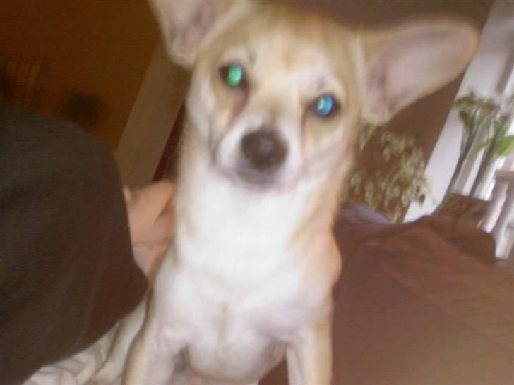Chihuahua <3 Wayne <3 billede 16