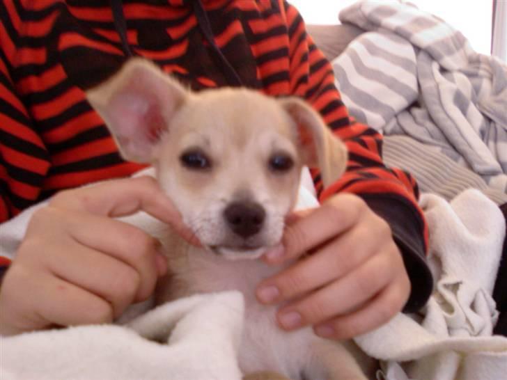Chihuahua <3 Wayne <3 billede 17