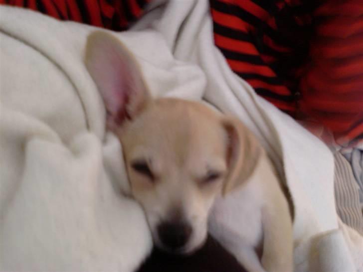 Chihuahua <3 Wayne <3 billede 18