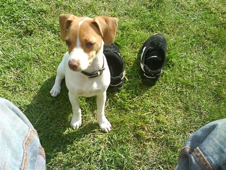 Dansk svensk gaardhund nemo - Uhm solskind. Ca et halv år gammel. billede 6