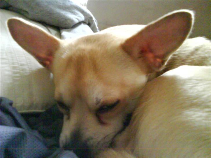 Chihuahua <3 Wayne <3 billede 19