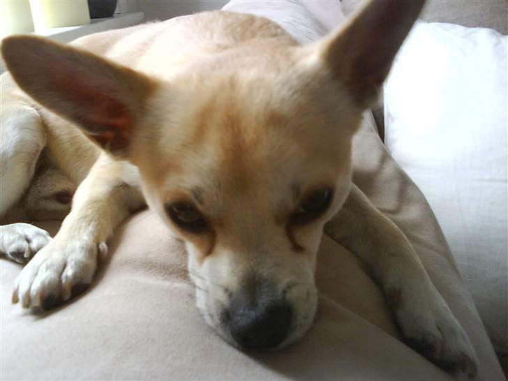 Chihuahua <3 Wayne <3 billede 20