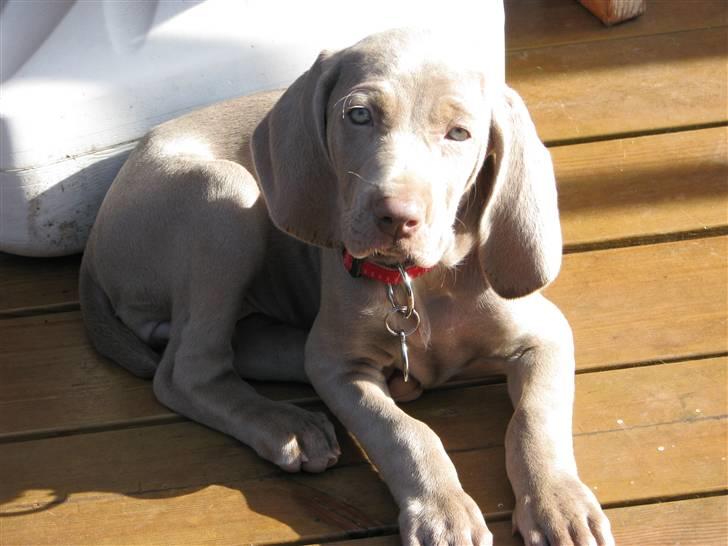 Weimaraner Jojo - Miss hundevalp 2008. billede 1
