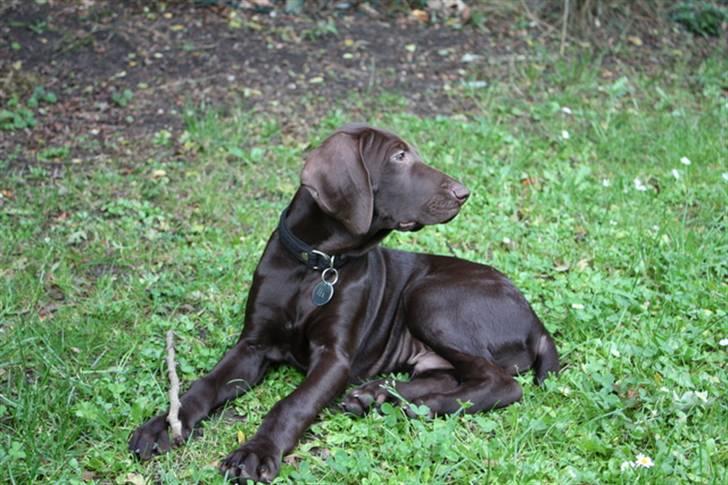 Korthåret hønsehund Søborggård`s Tec billede 16