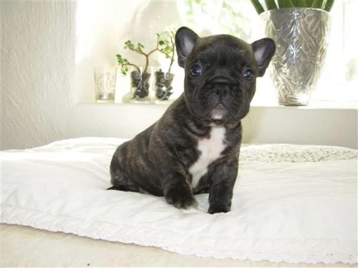 Fransk bulldog lui-aimees enzo = victor billede 9