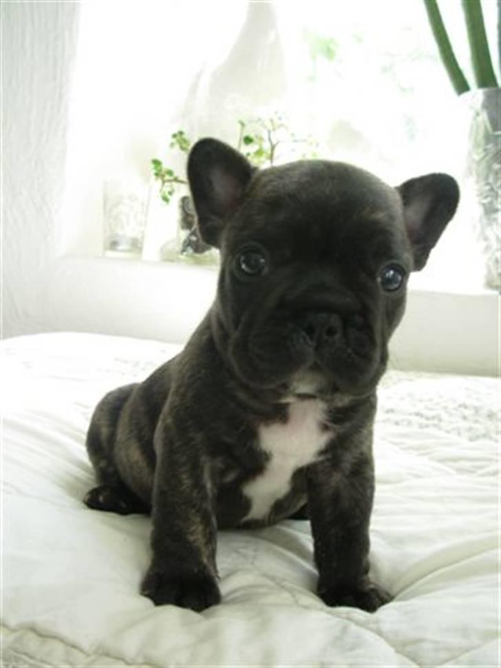Fransk bulldog lui-aimees enzo = victor billede 10